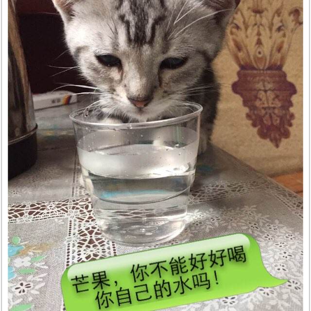 杰克逊维尔州立大学文凭毕业证样本资料